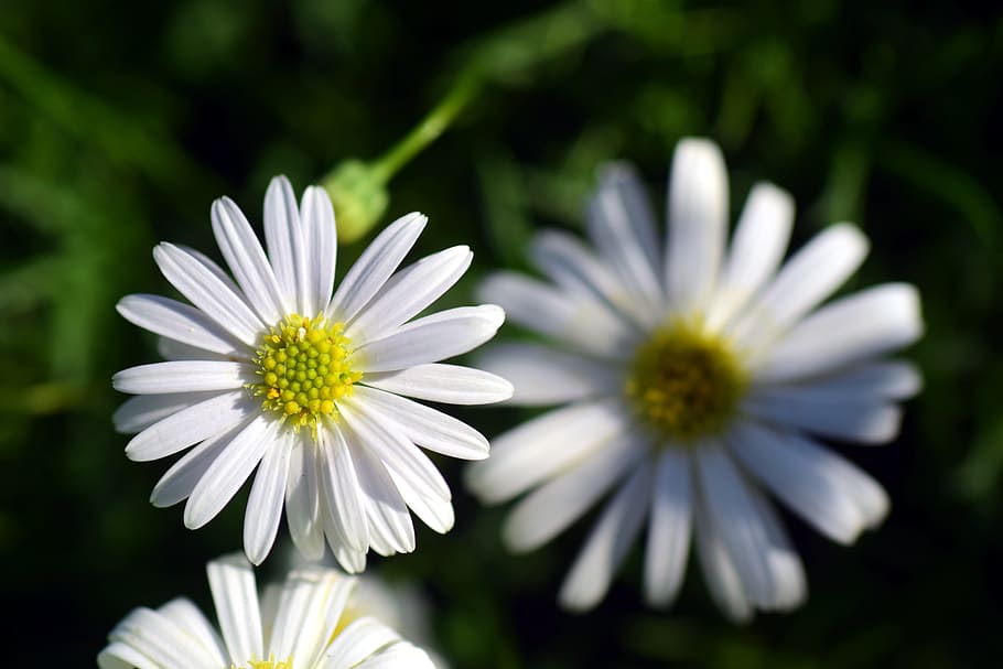 Daisy, Floral, Spring, Beautiful, Small, white, yellow, close HD wallpaper