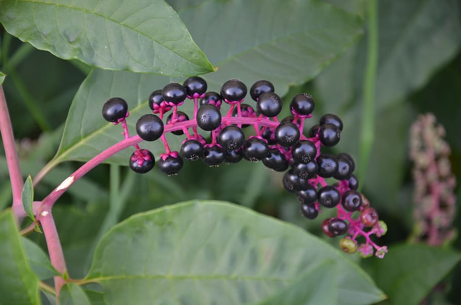 phytolacca spp, berry, black, fruit, plant part, leaf, food and drink HD wallpaper