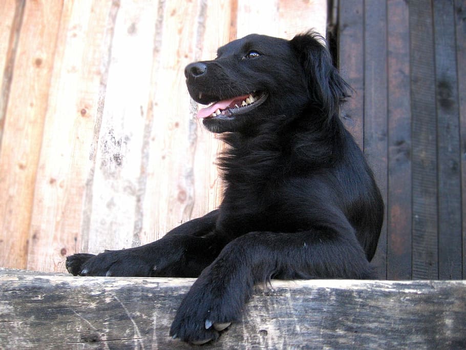 dog, lie, language, one animal, mammal, canine, sitting, looking away HD wallpaper