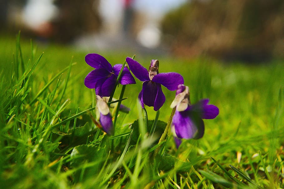 viola silvestris, violets, spring, flowering plant, freshness HD wallpaper