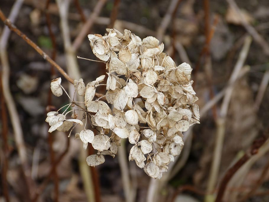 blossom, bloom, withered, rest, wintering, close-up, plant HD wallpaper