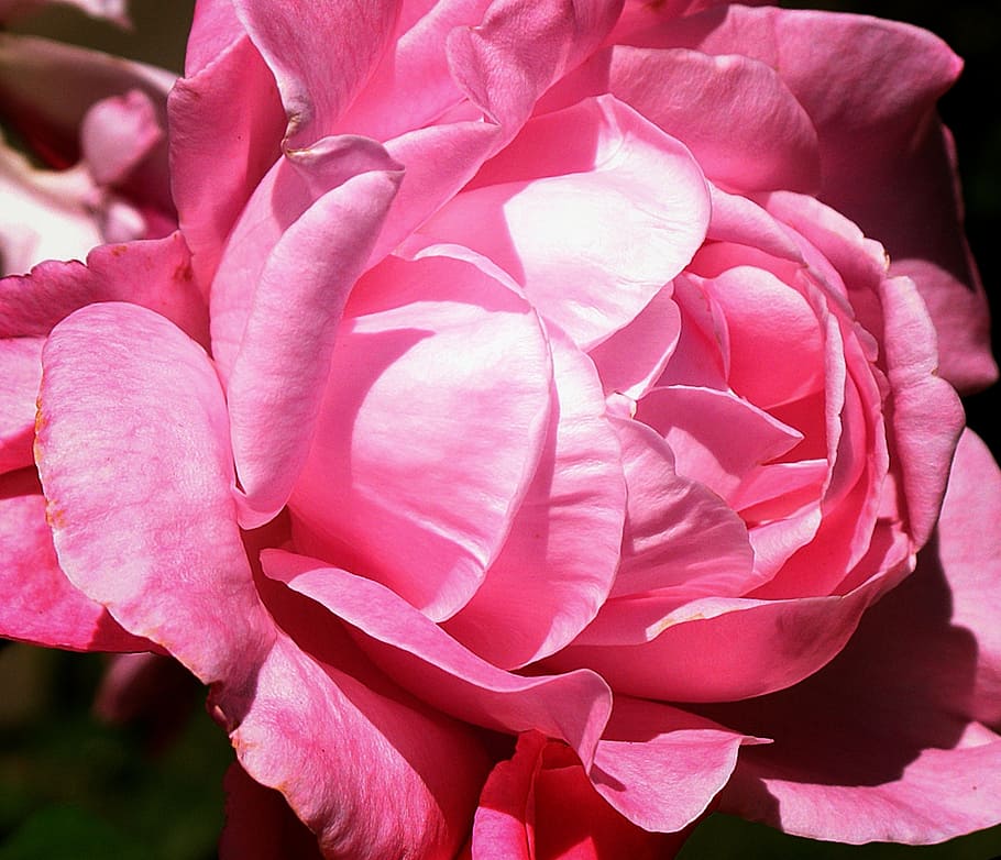 rose, pink, flower, bloom, romance, romantic, blossom, floral HD wallpaper