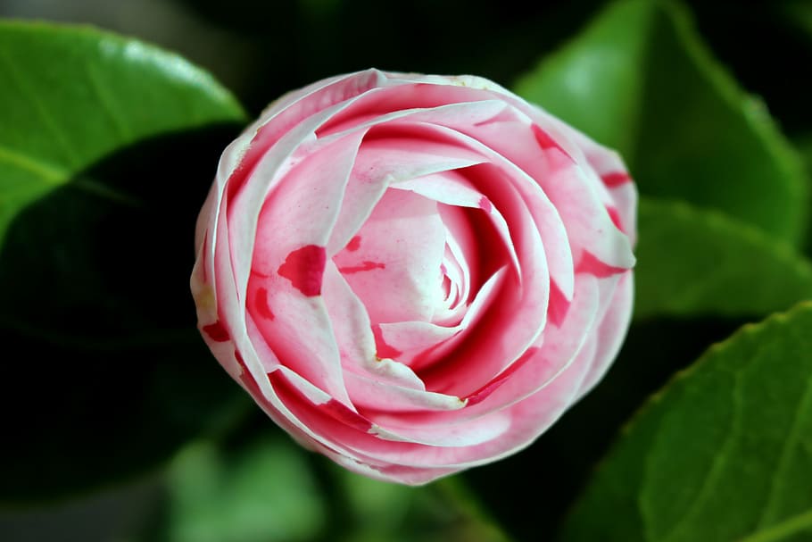 flower, camelia, nature, spring, flowering plant, beauty in nature HD wallpaper