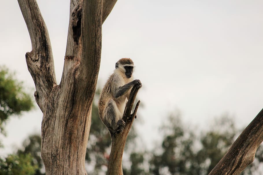 Vantage Point, monkey on tree, animal, wild, branch, animal wildlife HD wallpaper
