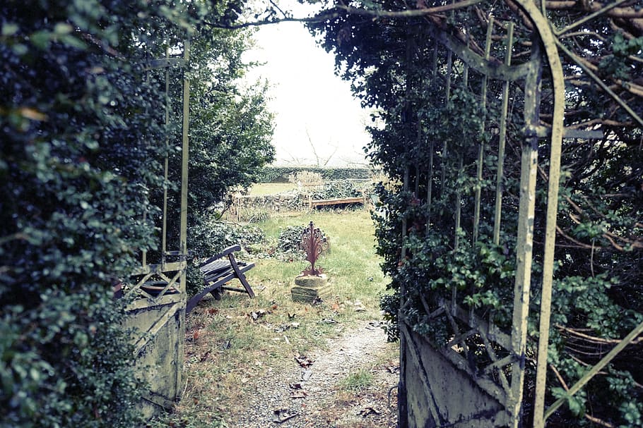 backyard, garden, vines, trees, plants, gate, growth, day, nature HD wallpaper