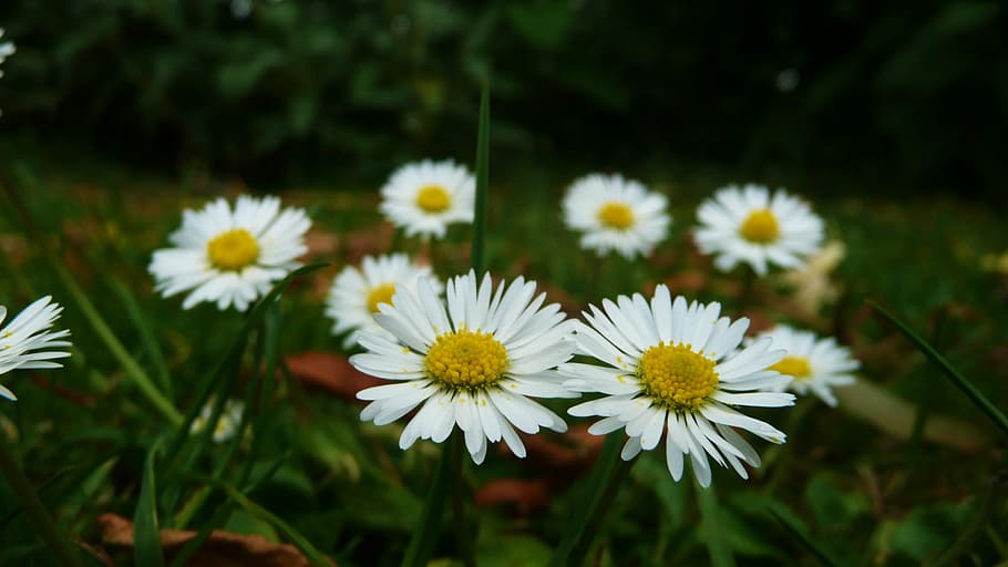 Daisies, White, Flowers, Daisy, flowering, plants, blossoms HD wallpaper