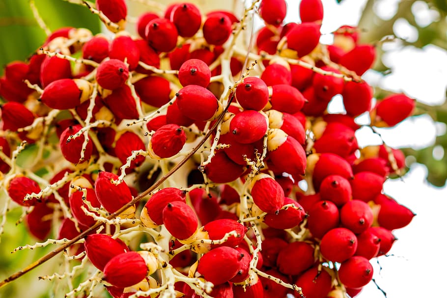tree, flower, nature, bloom, branch, blooming, garden, gardening HD wallpaper