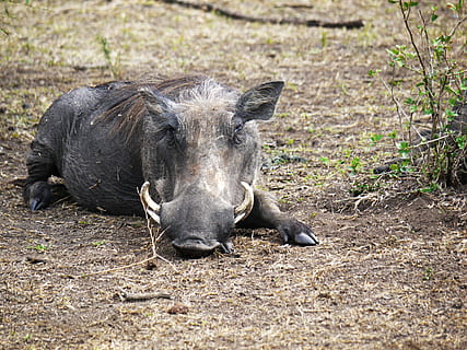 warthog, savannah, hauer, uganda, ugly, doze, rest, concerns HD wallpaper