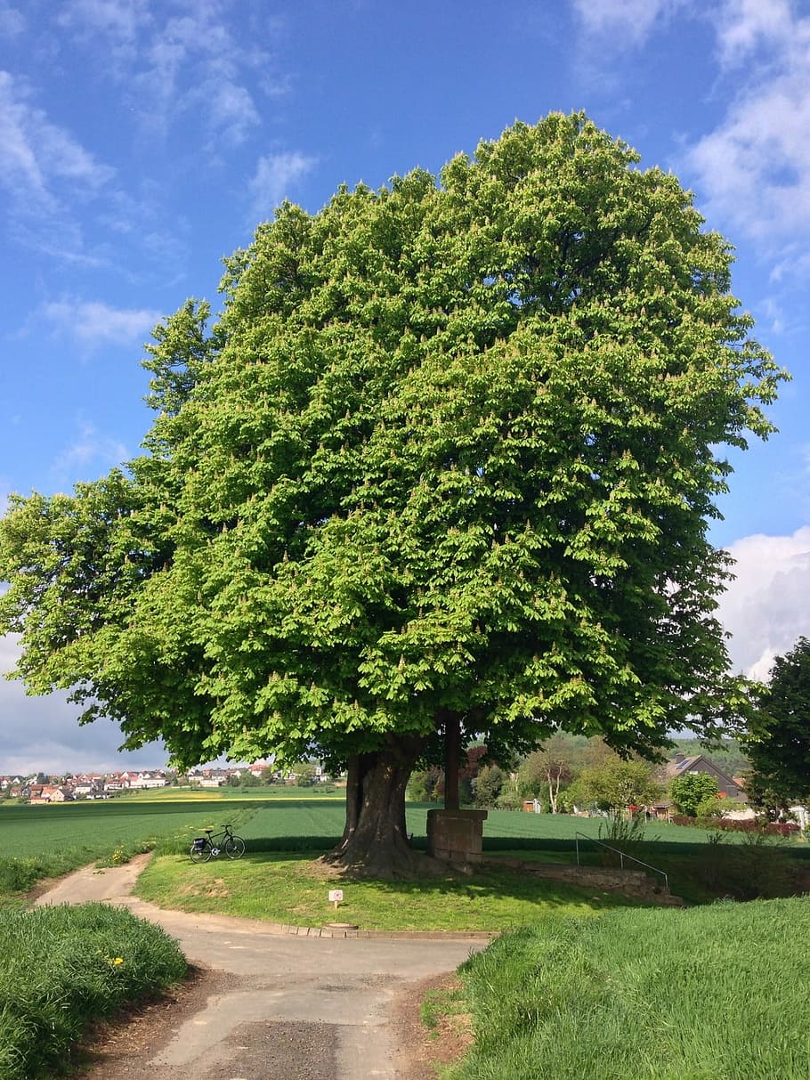 Chestnut, Tree, Landscape, Nature, cloud - sky, day, growth HD wallpaper