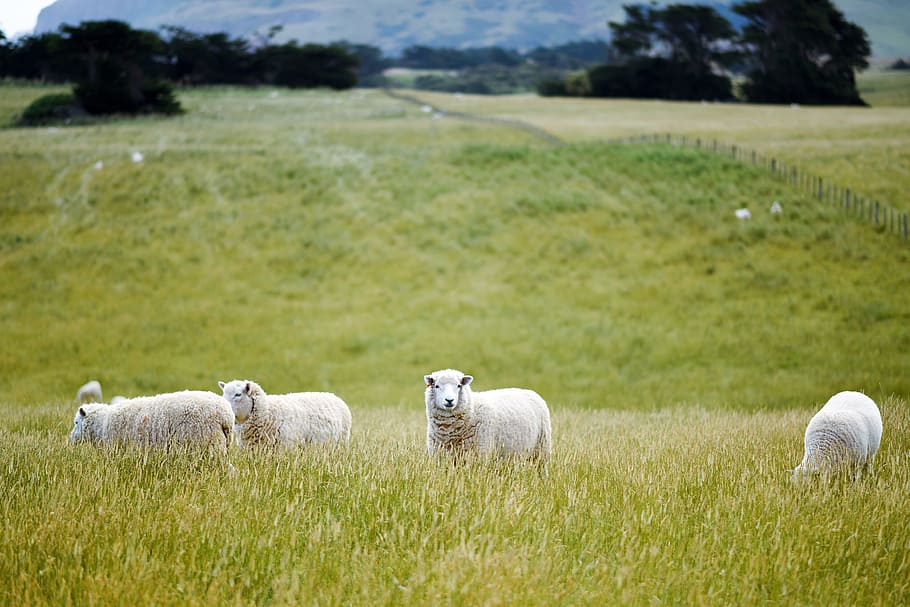 group lamb eating grass, four white sheeps on green grass field