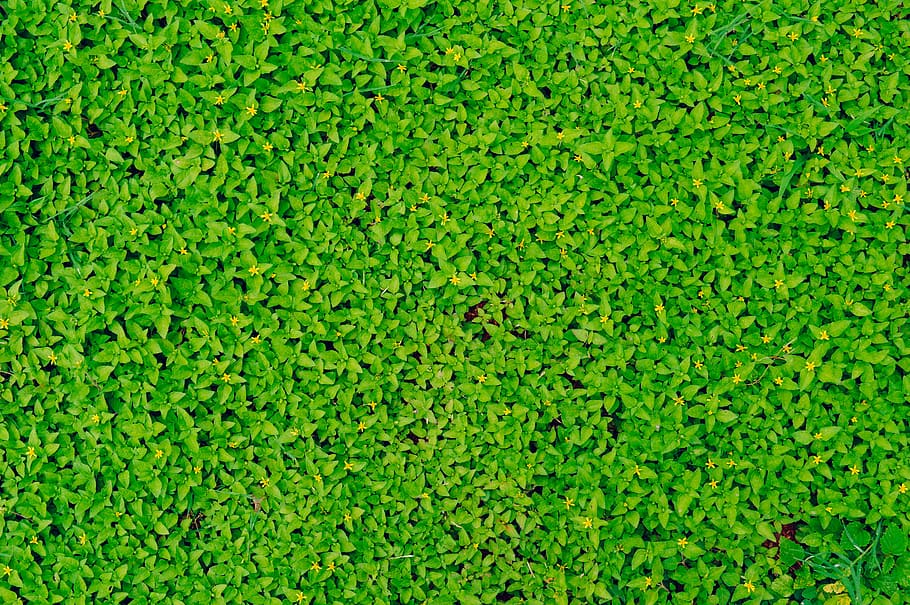 green grass, green plants, photo, green leaves, backgrounds, green Color HD wallpaper