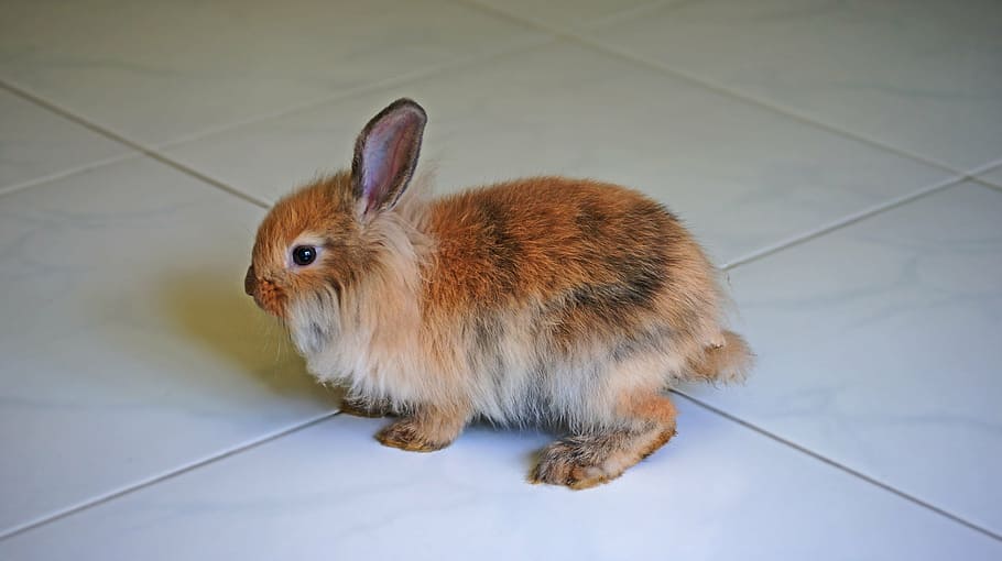 rabbit, brown rabbit, pet, animal, cute, bunny, dwarf rabbit, HD wallpaper
