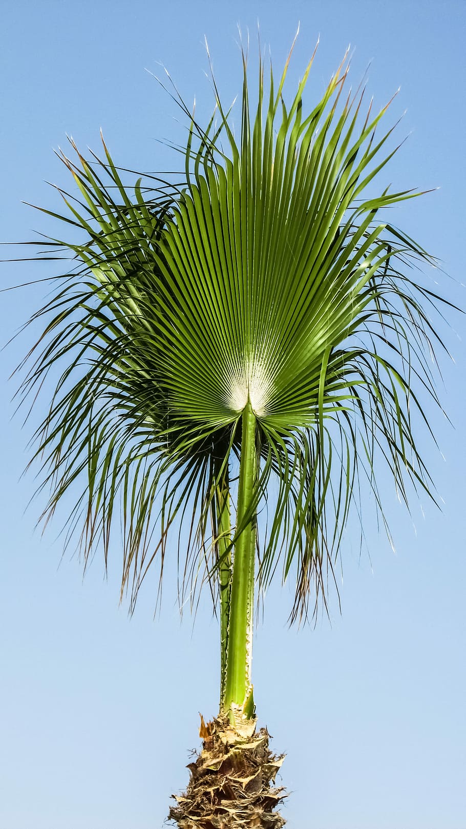 Palm, Tree, Palm Tree, Tropical, sky, summer, green, nature HD wallpaper