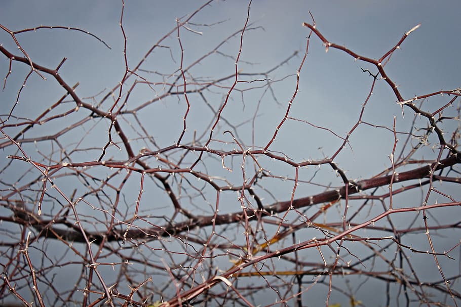 thorn, texture, nature, plant, spikes, bare tree, branch, sky HD wallpaper