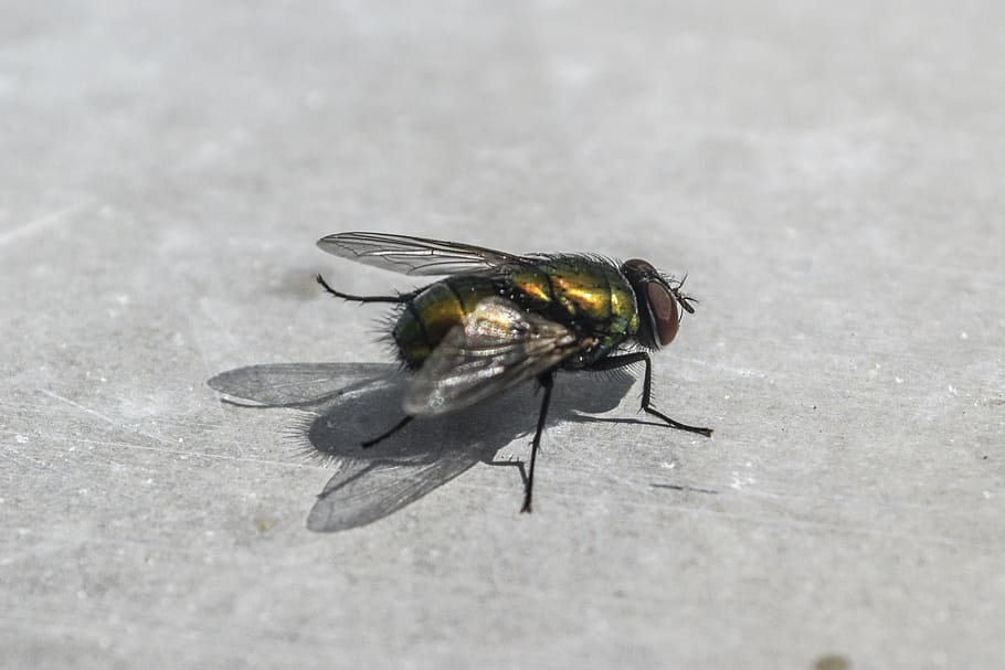 fly, insect, animal, bug, nature, macro, invertebrate, animals in the wild HD wallpaper