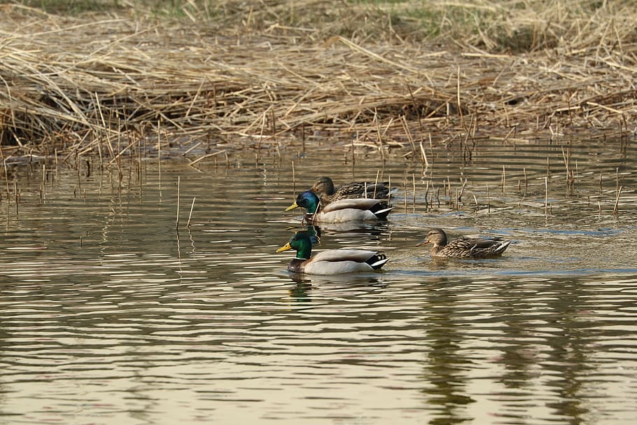 duck, riverside, water, waterfront, lake, vertebrate, animal HD wallpaper
