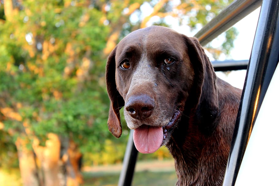 dog, german short-haired pointer, animal, farm, pet, canine HD wallpaper