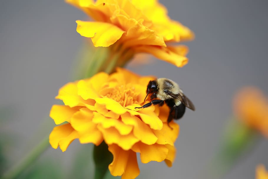 macro shot of black bee on yellow flower, Bee on yellow flower HD wallpaper