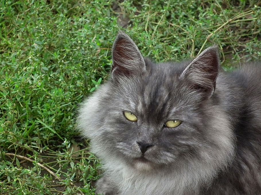 cat, cat's eye, cute, kitten, animals, grey, fluffy cat, cats HD wallpaper