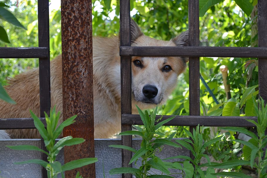 dog, nature, nicely, one animal, mammal, animal themes, canine HD wallpaper