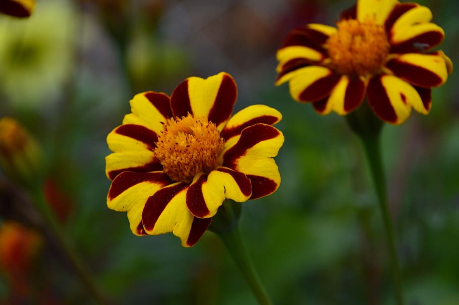 marigold, flower, strips, flowering plant, fragility, vulnerability HD wallpaper