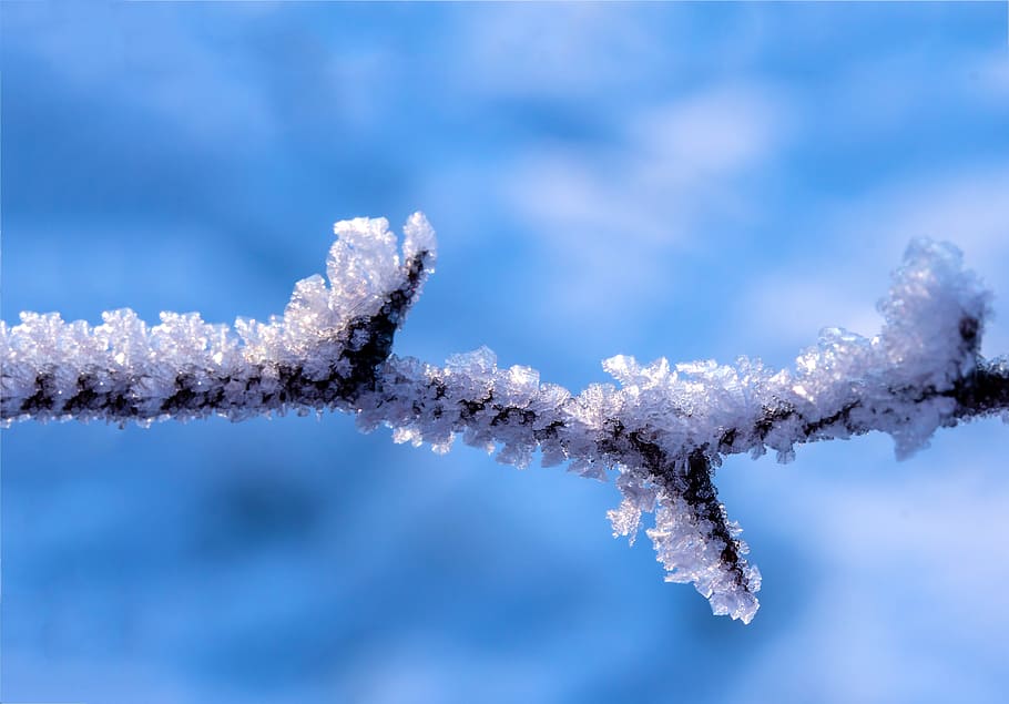 twig covered in ice, thorns, eiskristalle, frost, winter, crystal formation, HD wallpaper
