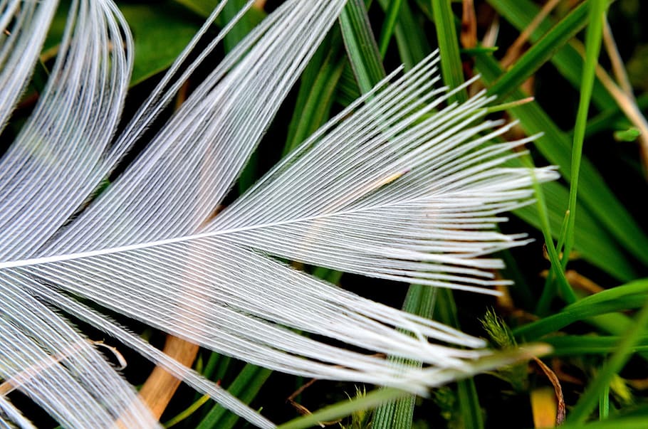 White, Feathers, Macro, Birds, Plumage, wildlife, outer, covering HD wallpaper