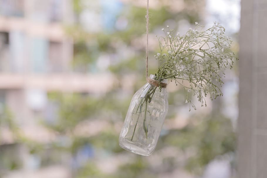 shallow focus photography of green leafed plant in bottle, shallow focus photography of green plant in glass jar HD wallpaper