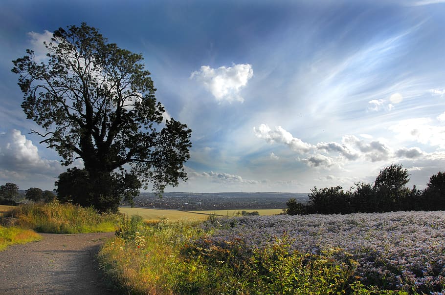 landscape, fields, luton, england, plant, tree, sky, cloud - sky HD wallpaper