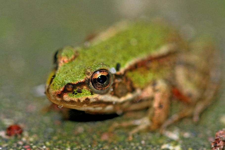 frog, close, creature, animal world, green, macro, golden eyes HD wallpaper