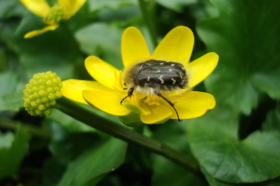 Beetle, Spring, kaluzhnitsa, flower, insect, one animal, yellow HD wallpaper