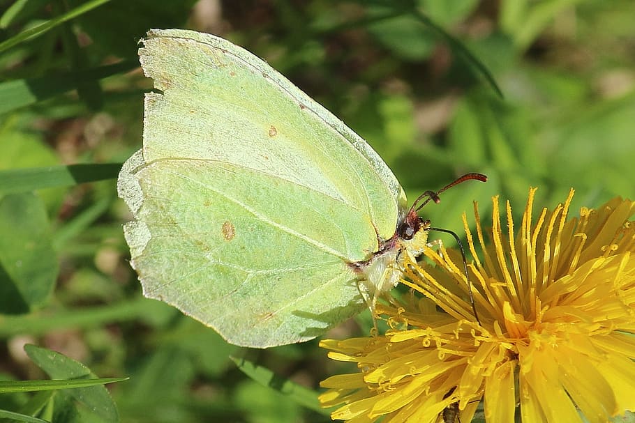 butterfly, nectar, blossom, bloom, dandelion, suction nozzles HD wallpaper