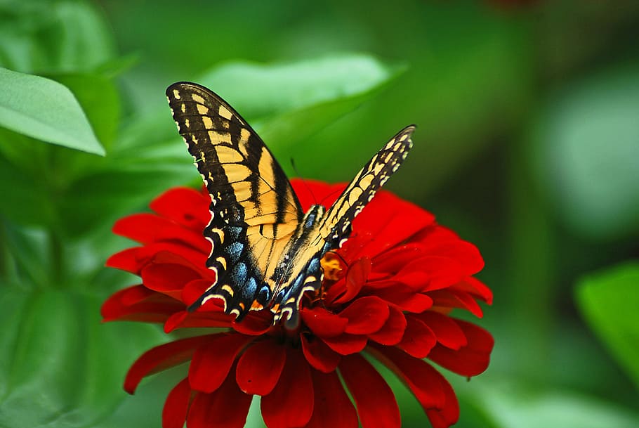 Eastern tiger swallowtail butterfly on red petaled flower, flowers, HD wallpaper