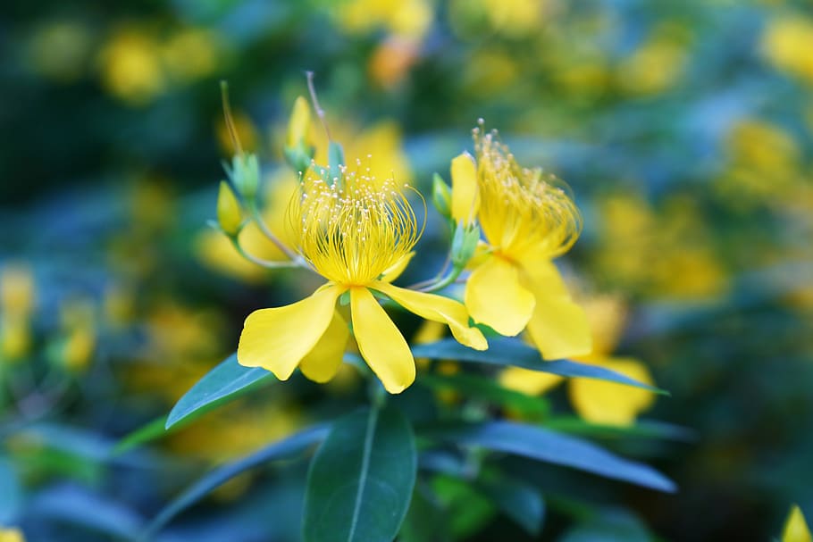 Micro, Flowers, Scenery, the scenery, nature, plant, flower Head HD wallpaper