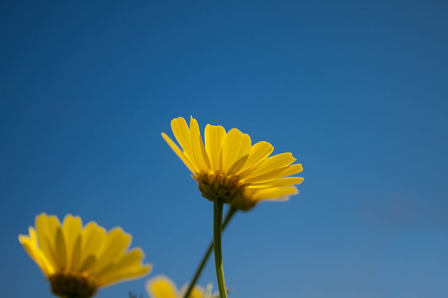 close up shot of white daisy flowers, shallow focus photo of yellow flowers HD wallpaper