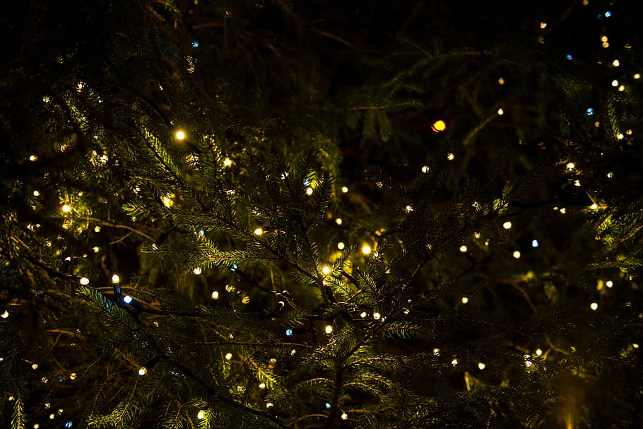 turned on string lights on trees, green, christmas, decor, night