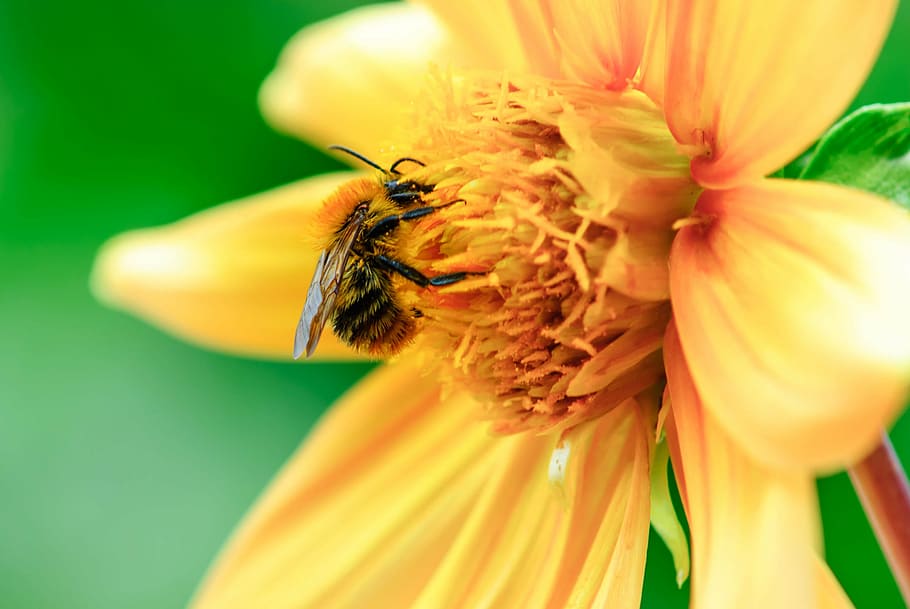 flower, insect, plant, macro, pollination, flowers, animal HD wallpaper