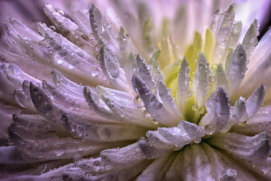 flower, drops, macro, blossom, flowers, plants, nature, beauty in nature HD wallpaper