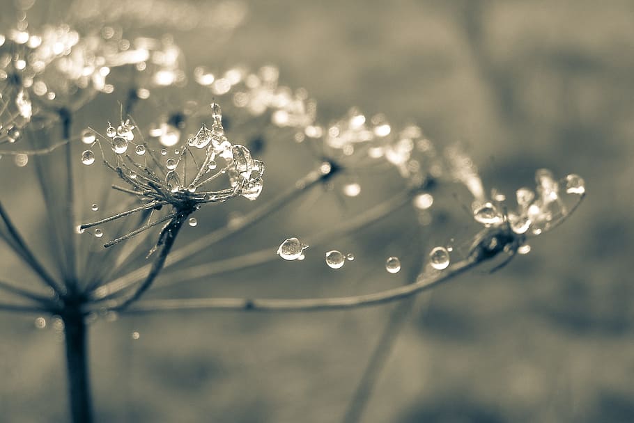 time-lapse photography of dewdrops on bare flower, cobweb, rosa HD wallpaper