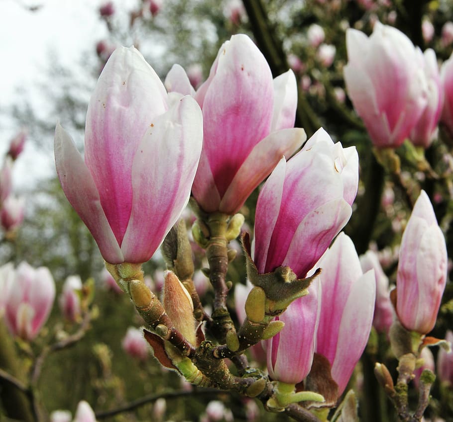 magnolia, flower chalice, fragrant, rose, magnoliengewaechs