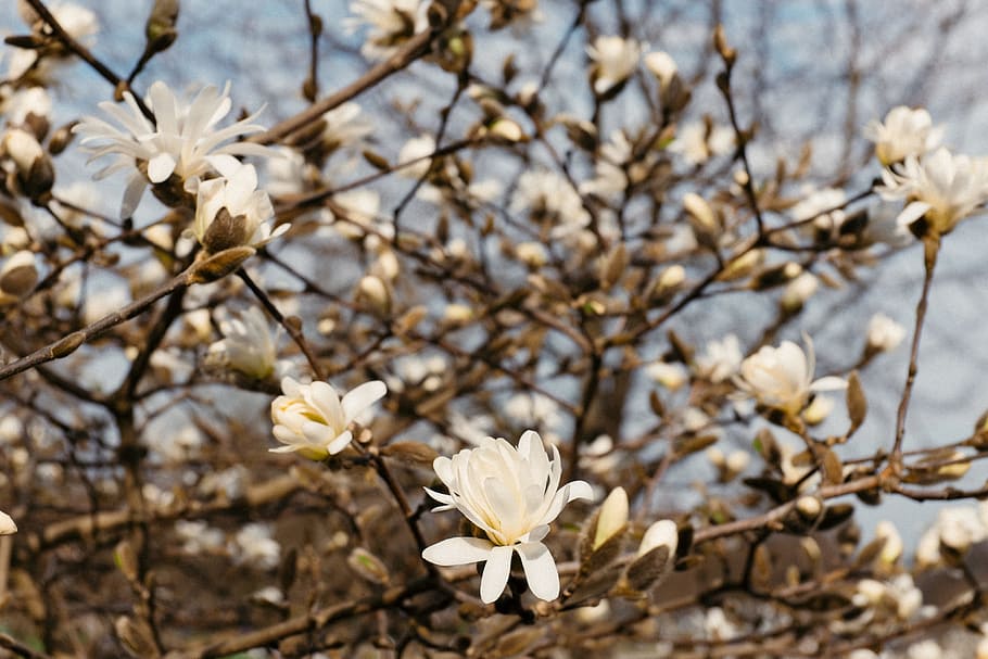 Magnolia flowers, nature, tree, springtime, branch, blossom, plant HD wallpaper
