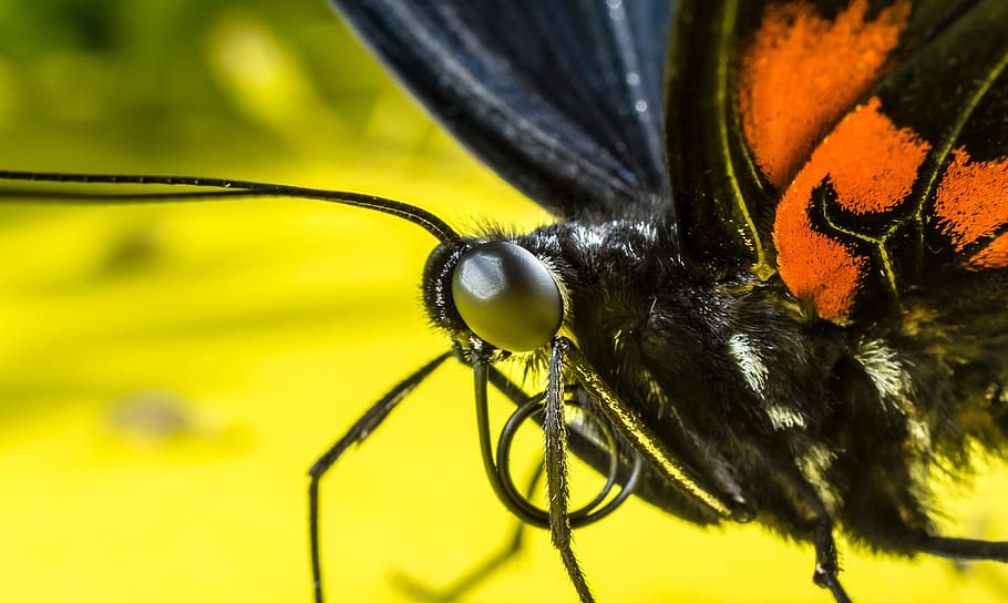 butterfly, insect, eyes, probe, proboscis, rolled up, close HD wallpaper
