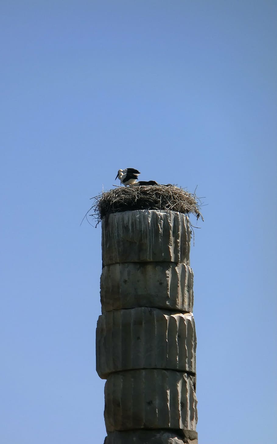 storks, ephesus, birds, ciconiidae, storkpar, nesting, hedges