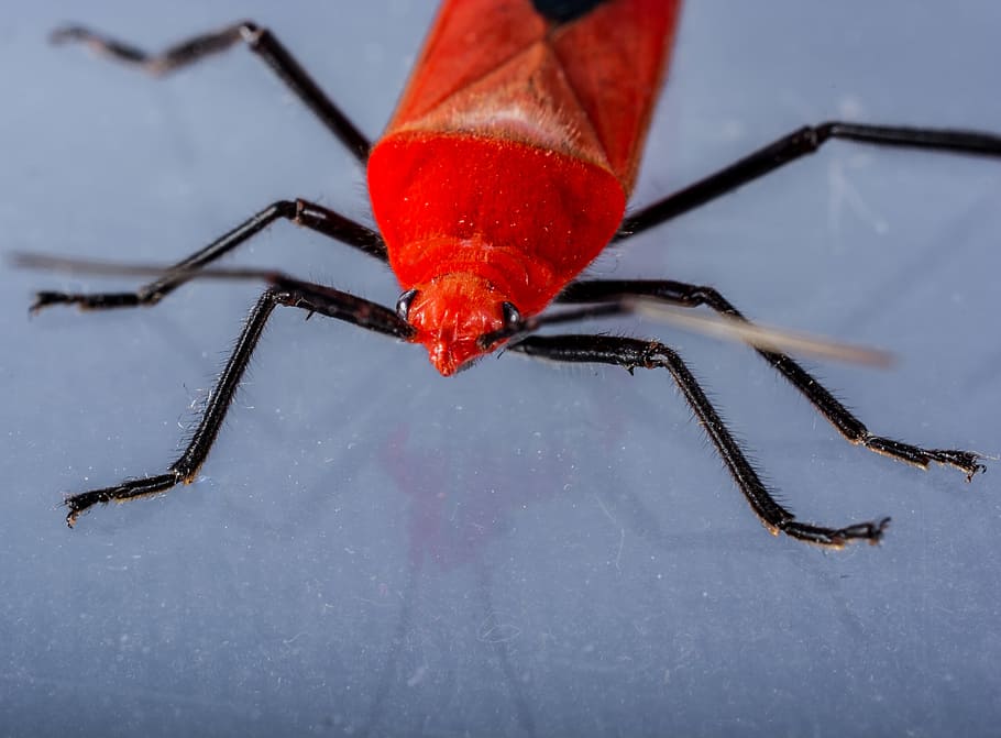 Red Beetle, Insect, Macro, animal, nature, close-up, pest, wildlife HD wallpaper