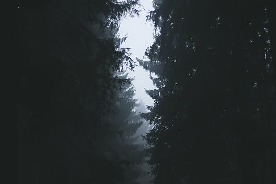 pine trees under white sky at daytime, top, view, surrounding HD wallpaper