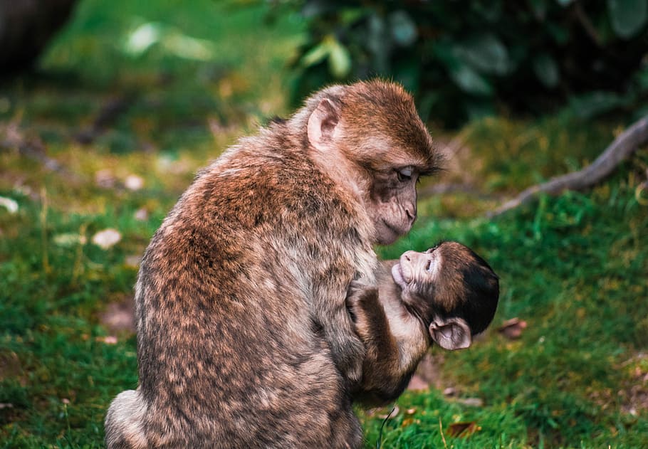 brown monkey and cub, brown monkey carrying her baby, baby monkey