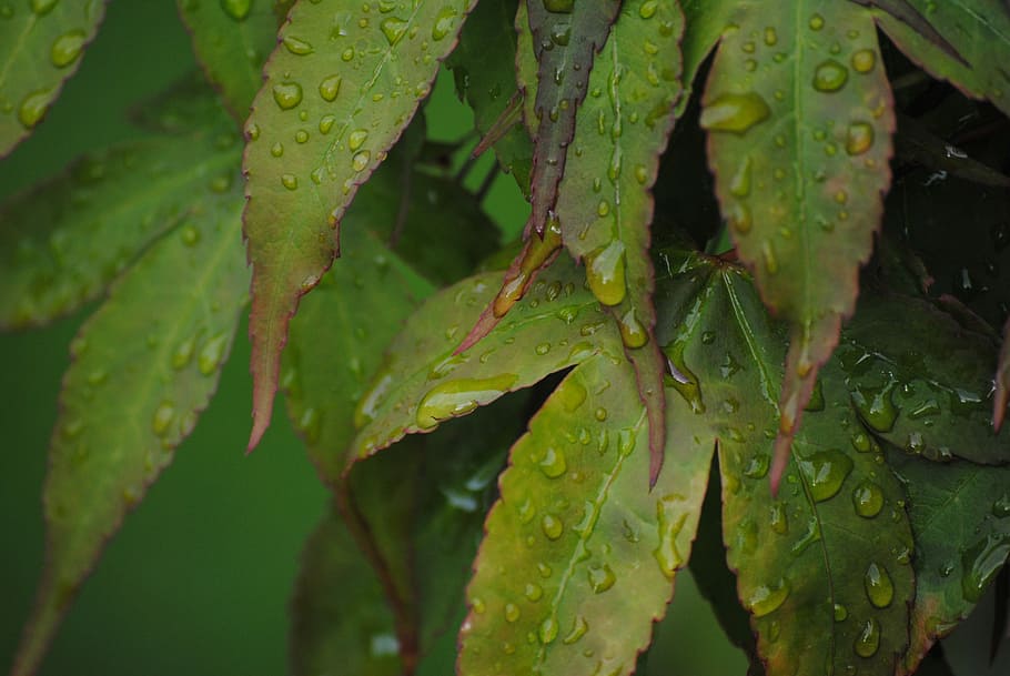 Drop, Acer, Leaf, Season, Light, green, natural, nature, outdoor, HD wallpaper