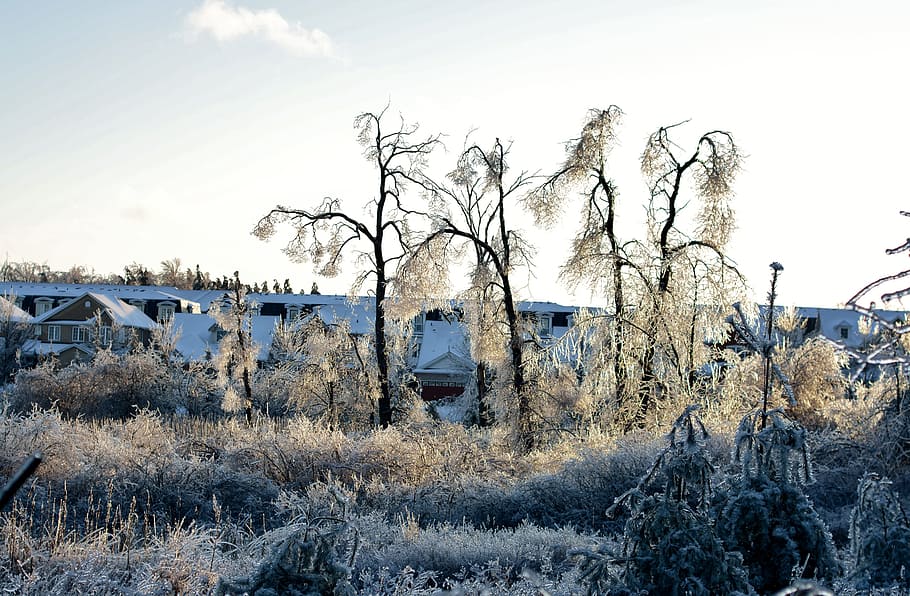 Frozen, Ice, Trees, Winter, Snow, Cold, icy, frost, december HD wallpaper