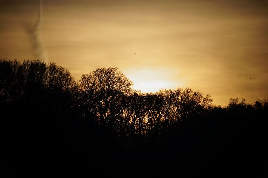 landscape, sunset, tree, light, twilight, evening, plant, sky HD wallpaper