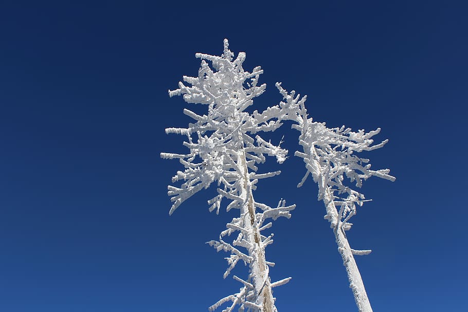 winter, frost, icing, trees, forest, mountains, cold temperature HD wallpaper
